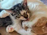 Aunque lo lógico habría sido que el gato mayor adoptara al cachorro, lo cierto es que, viendo la imagen, ha sido totalmente al revés. (Foto: Reddit/HealingHotMess)