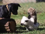 Ziggy y Rozi son muy buenos amigos.