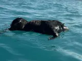 El animal estaba a la deriva.