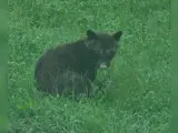 El curioso animal fotografiado en Kansas