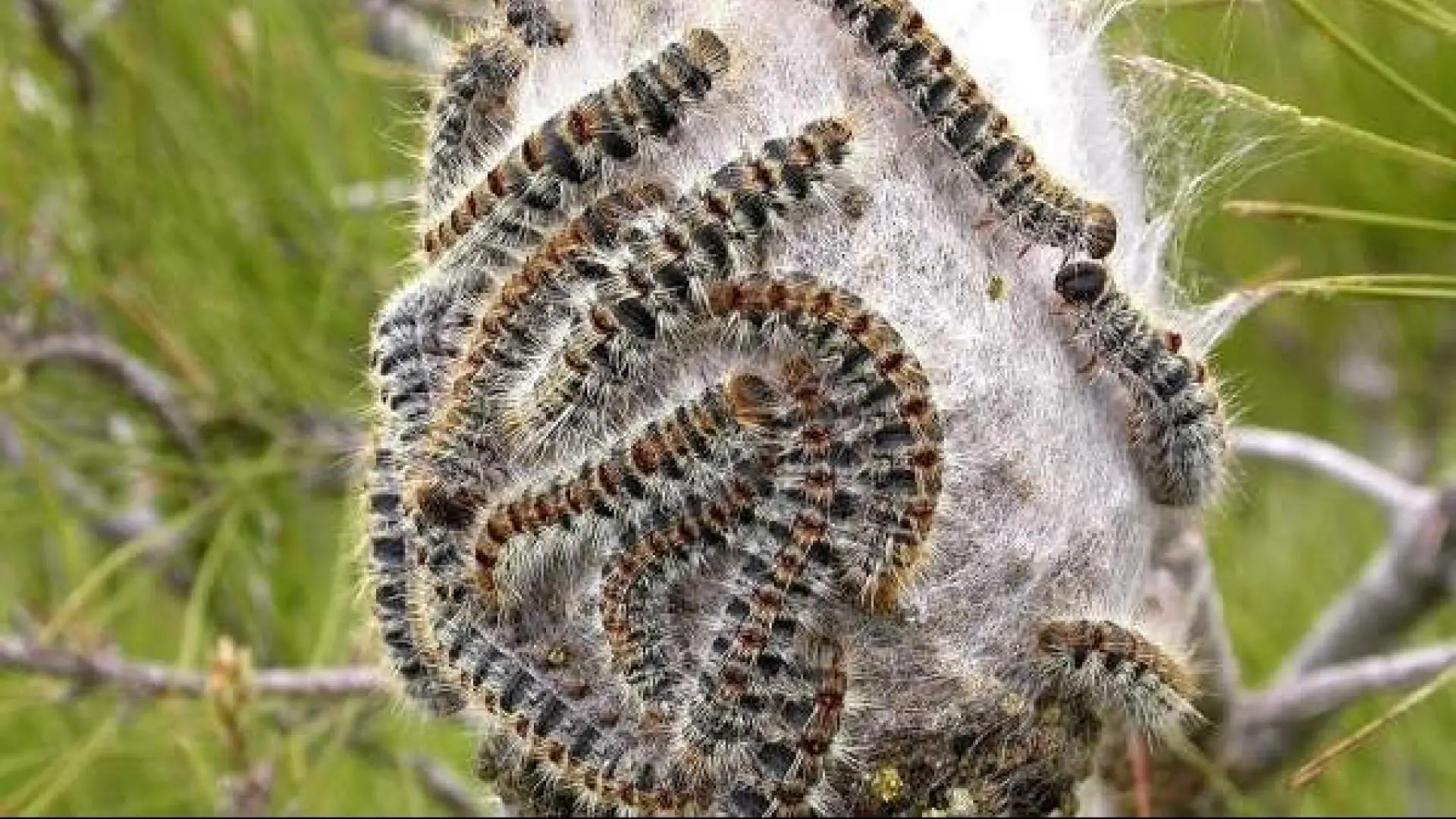 La oruga procesionaria no espera a la primavera, ya hay alertas en media España