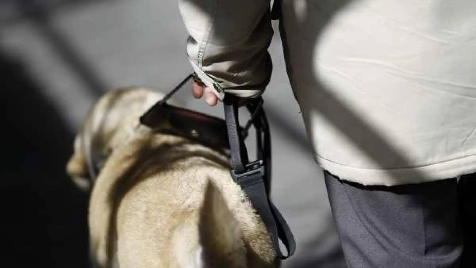 Más que compañía: así es el impacto de los perros de asistencia y terapia en la discapacidad