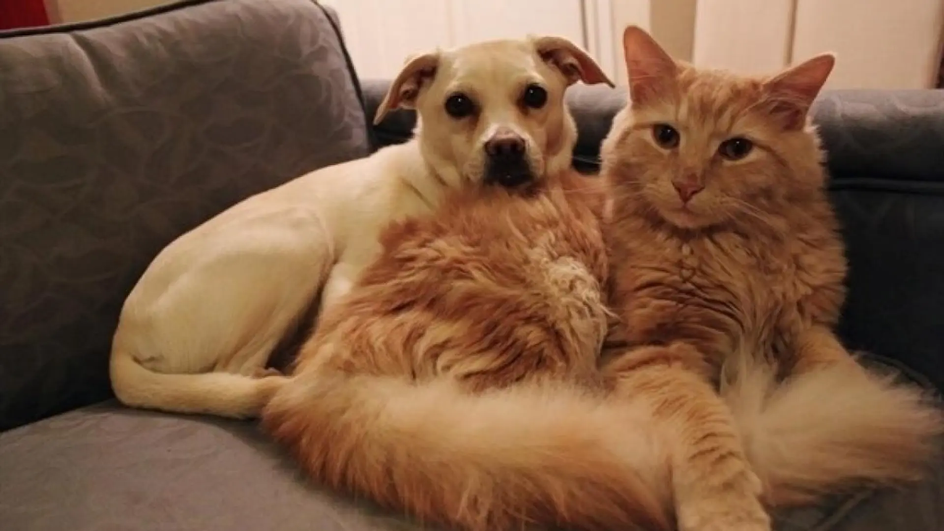 La mediana edad en perros y gatos: implicaciones en salud, comportamiento y convivencia