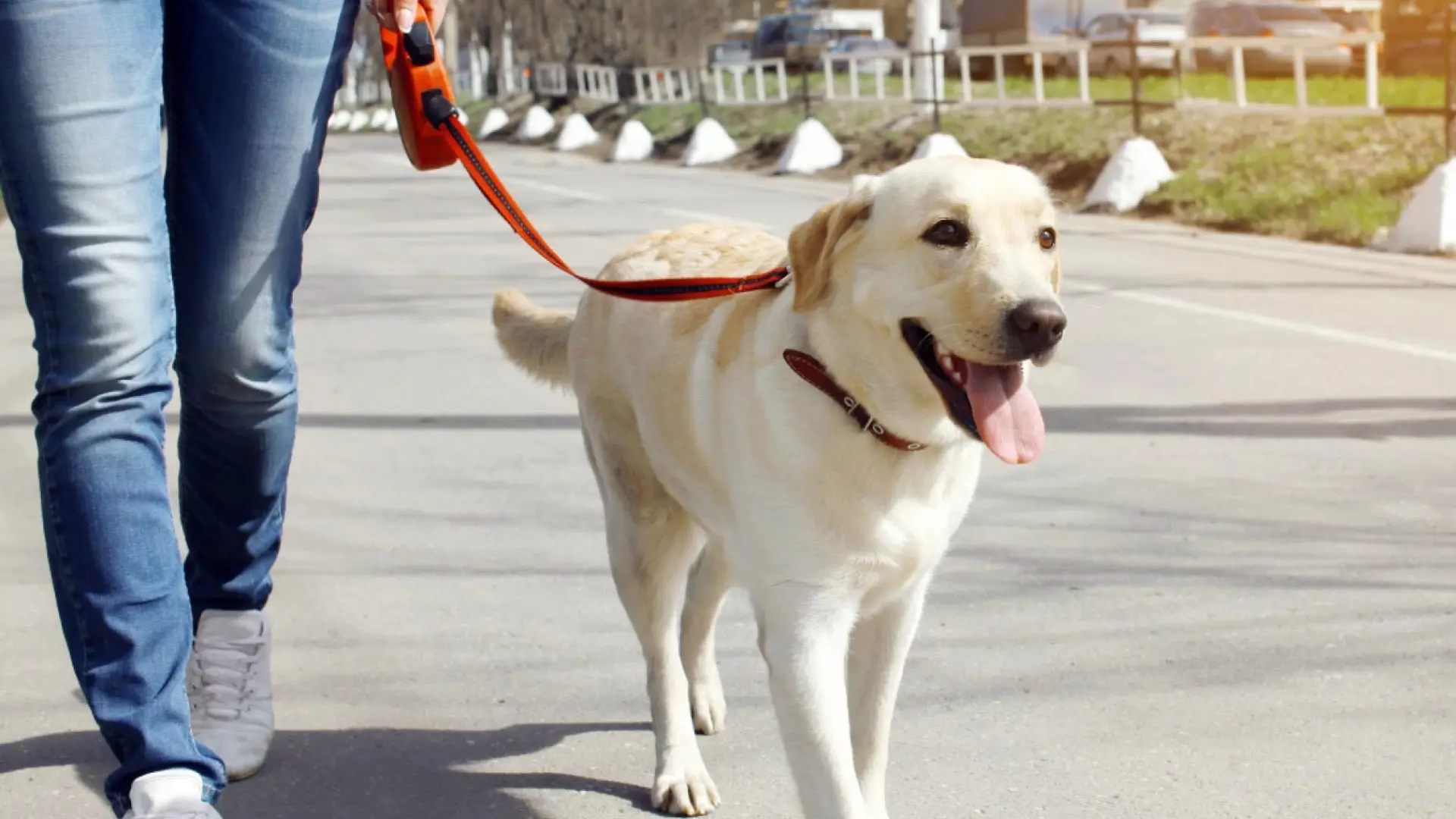 como se pasea un perro que no quiere andar