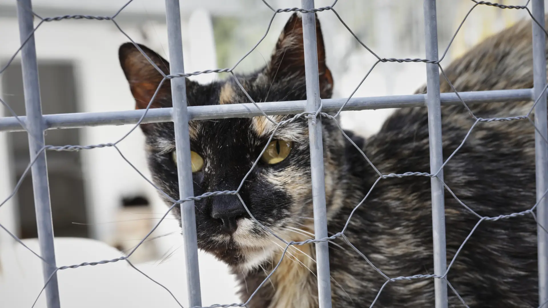 
         Un estudio vincula el tipo de iluminación interior con los niveles de estrés en gatos de protectoras 
    