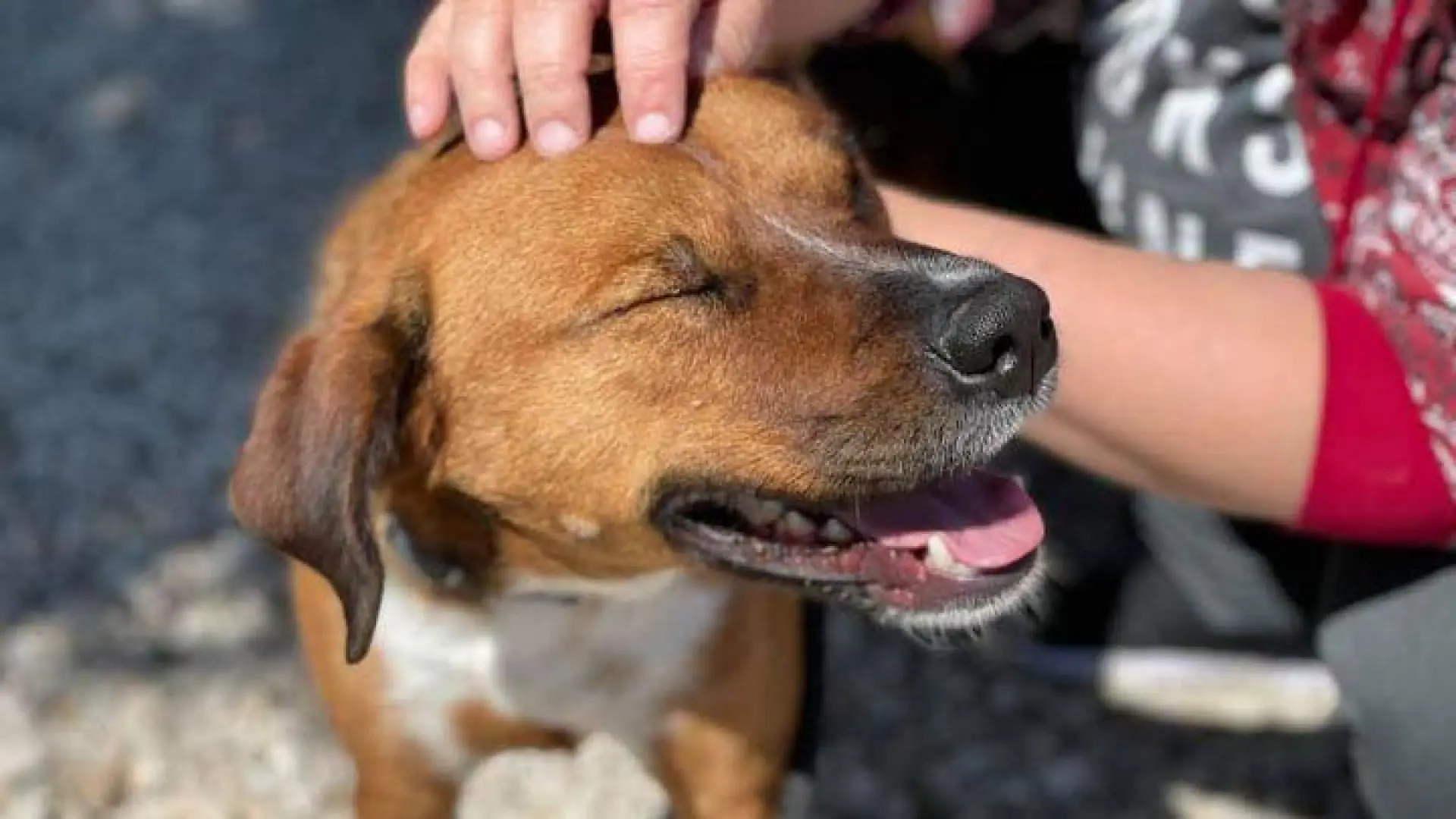 
         Abrir tu casa sin adoptar: lo que nadie cuenta sobre ser hogar de acogida para perros y gatos 
    
