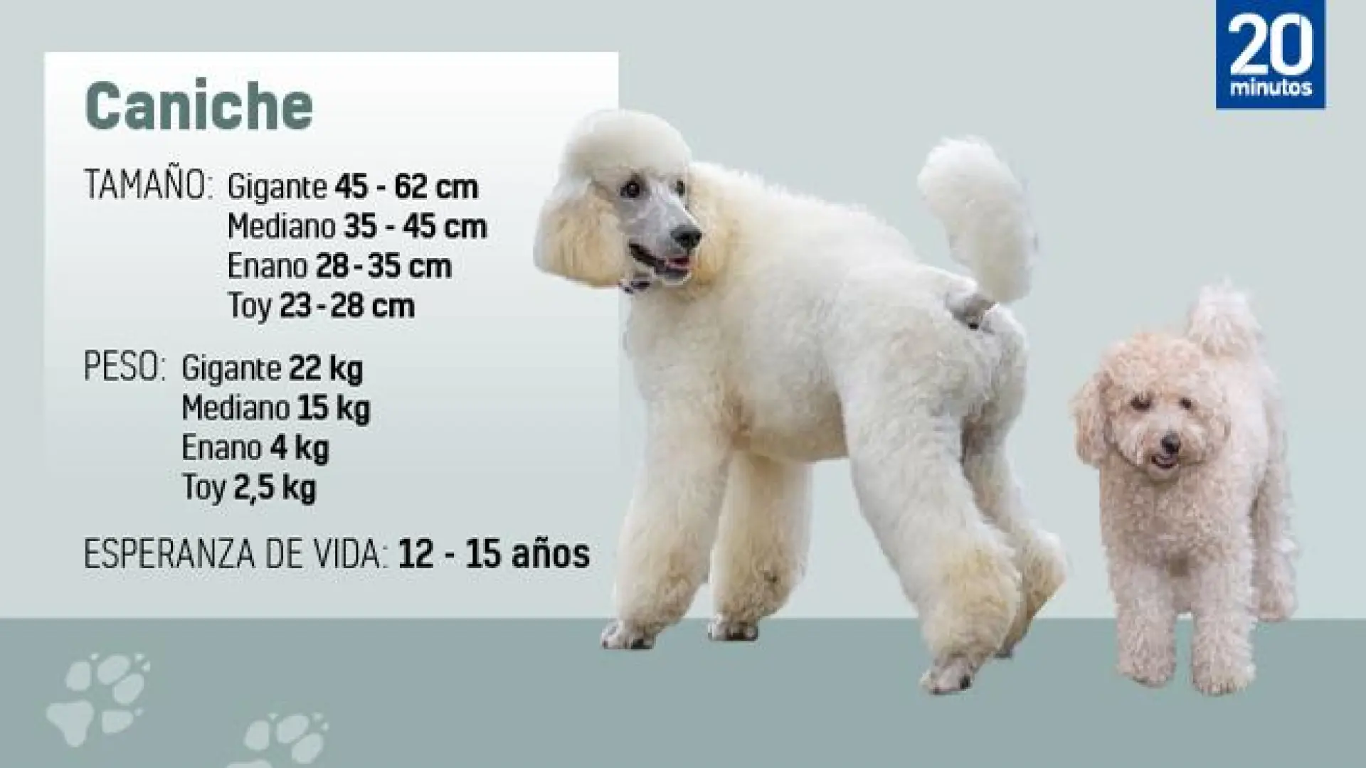 son caniches estándar machos fáciles de domar y entrenar
