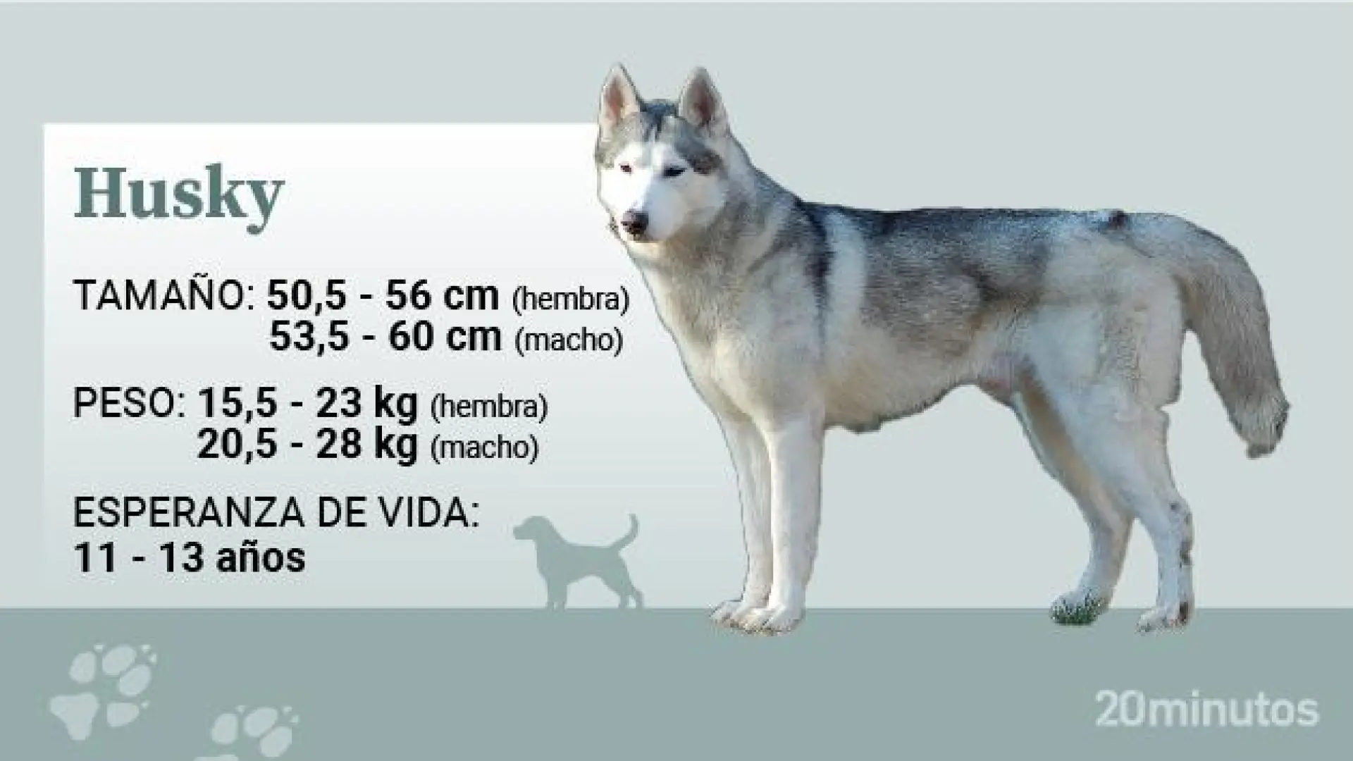 como saber si tu husky es un lobo