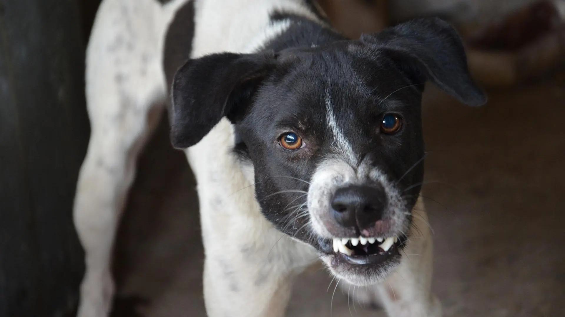 cómo detener el comportamiento agresivo del perro..html