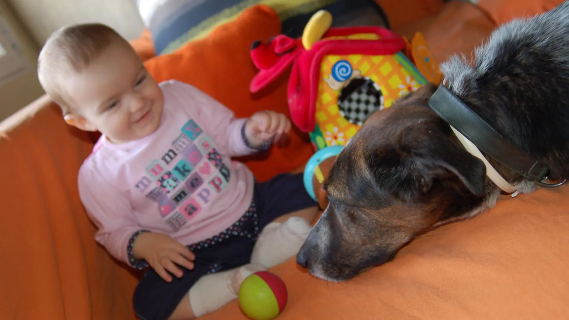 puede un perro estar celoso de un bebé