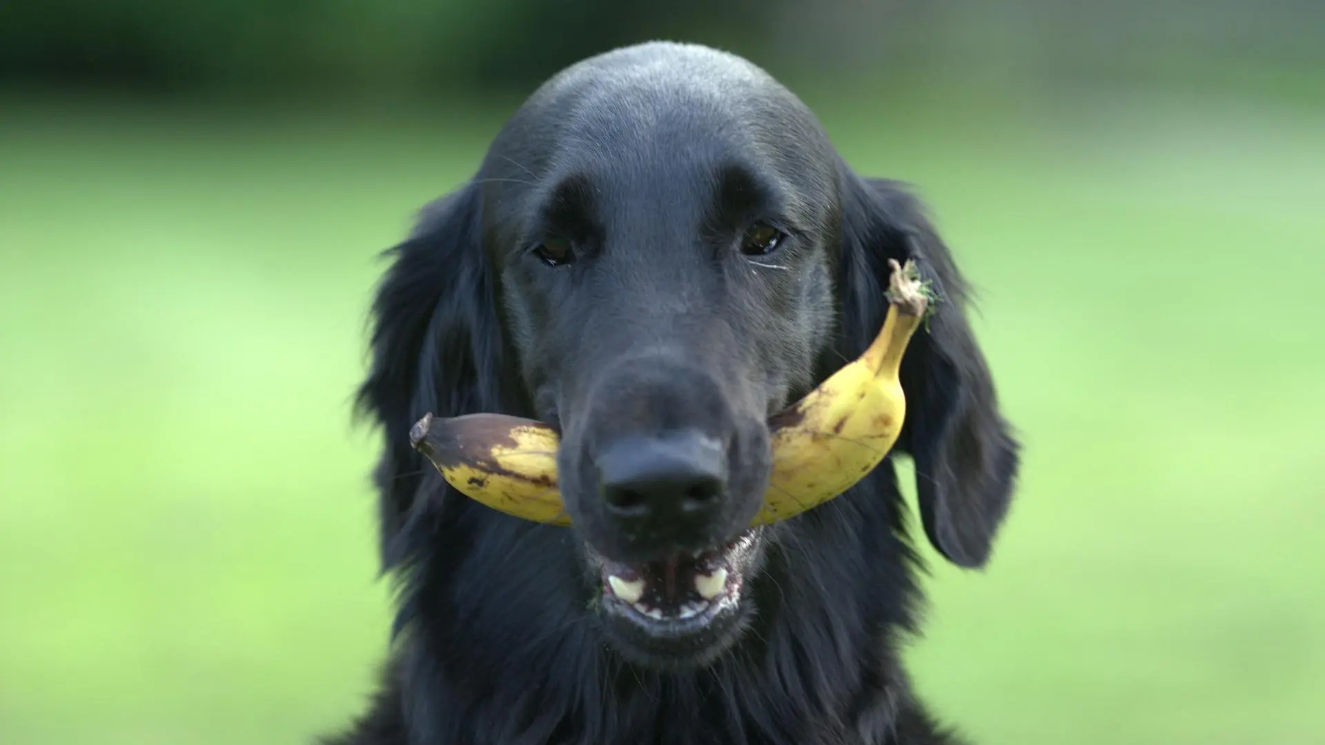
         Amir Anwary, veterinario: "Estas son las cinco frutas que le puedes dar a tu perro como premio saludable" 
    