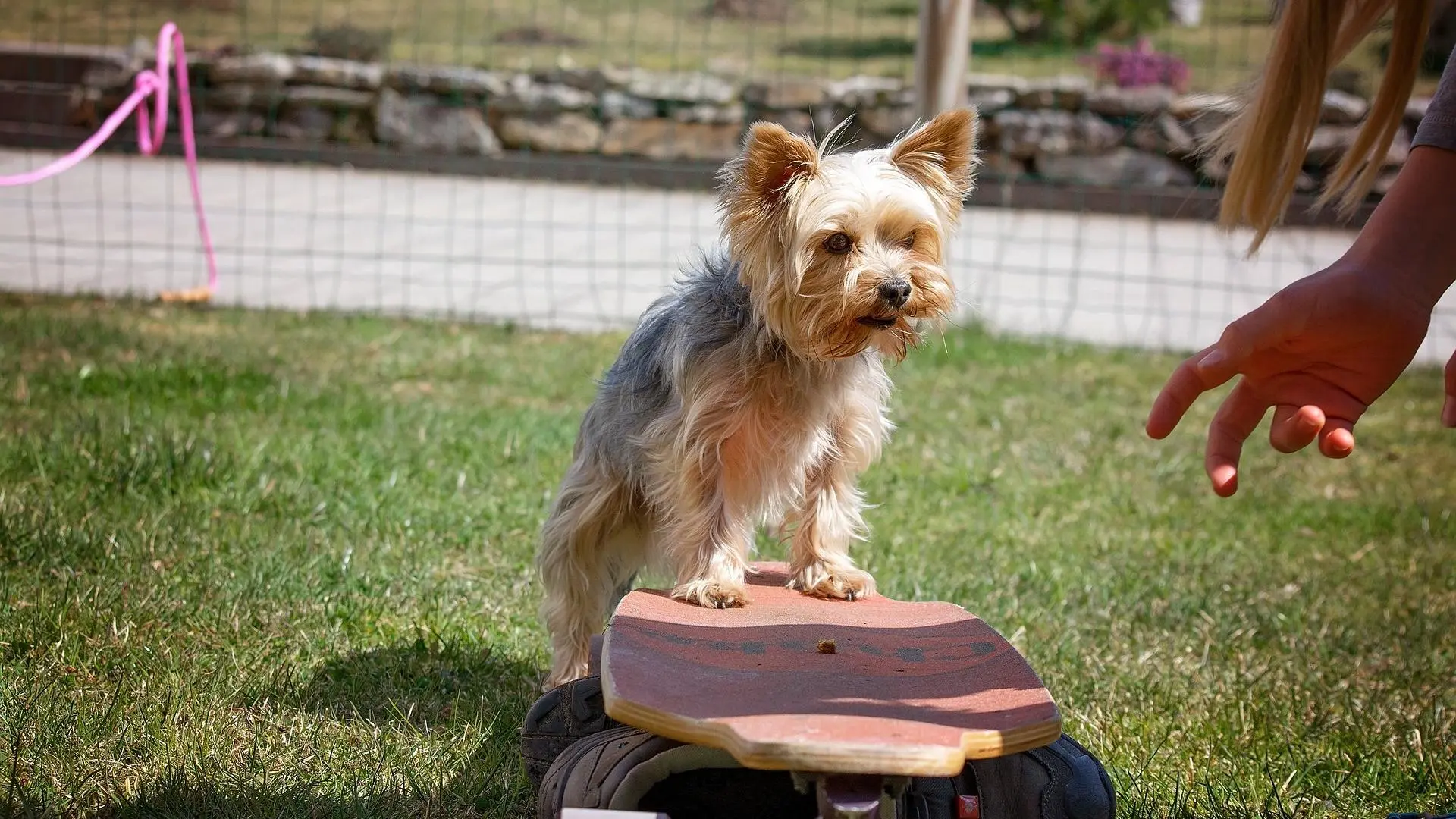 Saltarnos pasos, reforzar sin querer... Seis errores que todos cometemos al educar a un perro