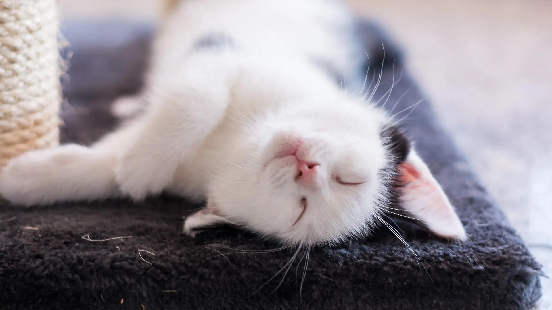 ¿Es tu casa 'cat-friendly'?: manual definitivo para crear el hogar ideal para tu gato