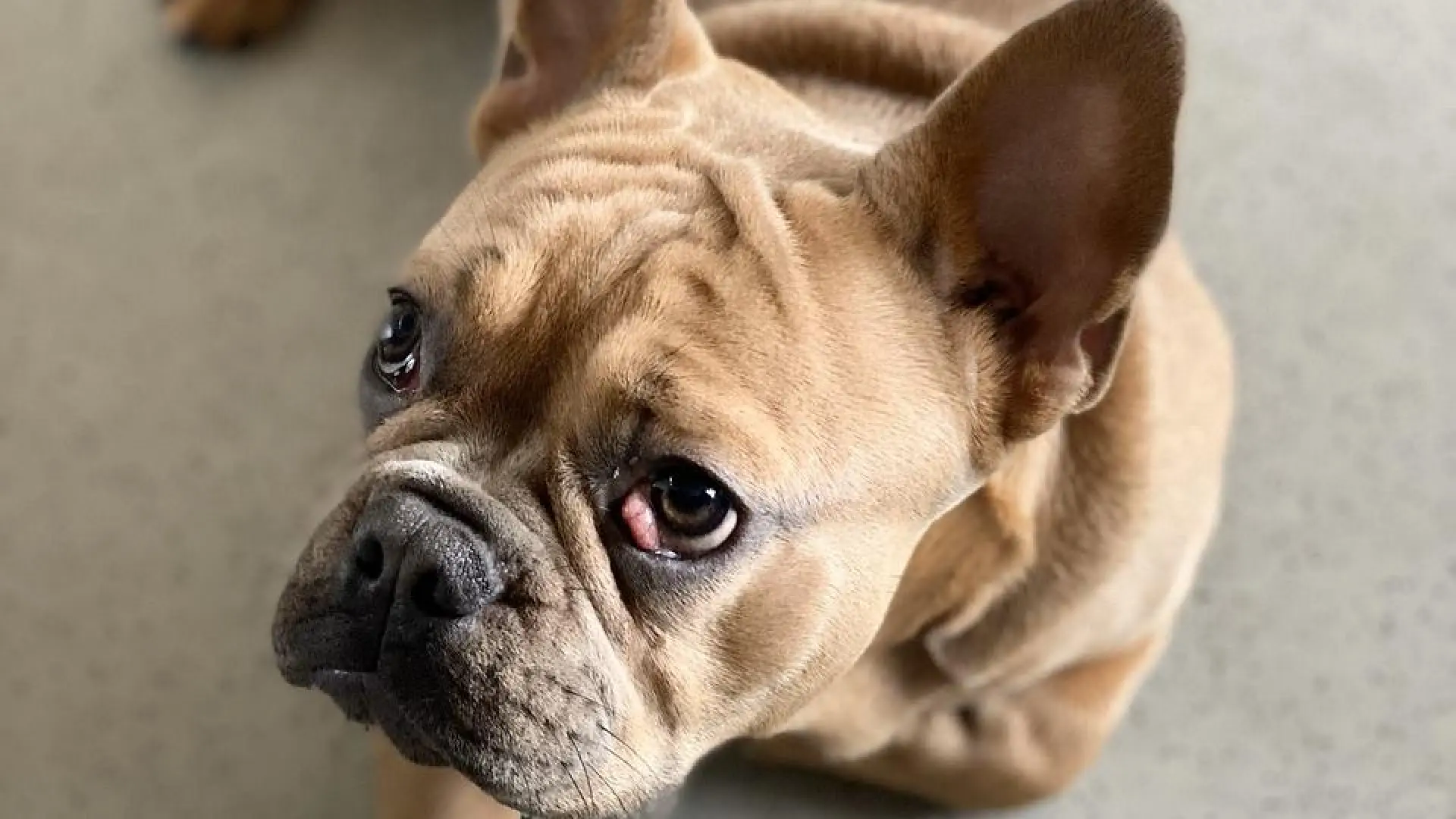qué causa el ojo de cereza en los bulldogs franceses
