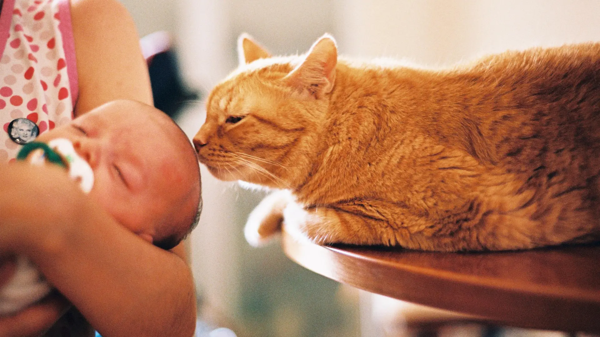 Bebés y gatos: cómo preparar la convivencia