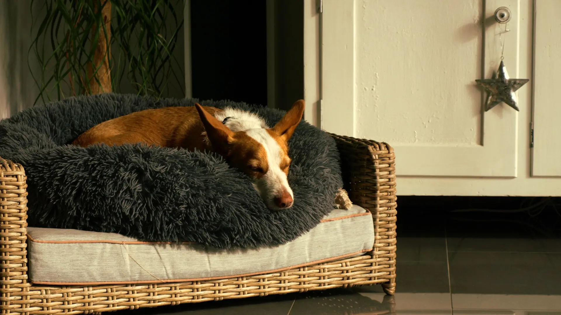 
         La falsa hiperactividad: cómo la falta de sueño altera el comportamiento de los perros 
    