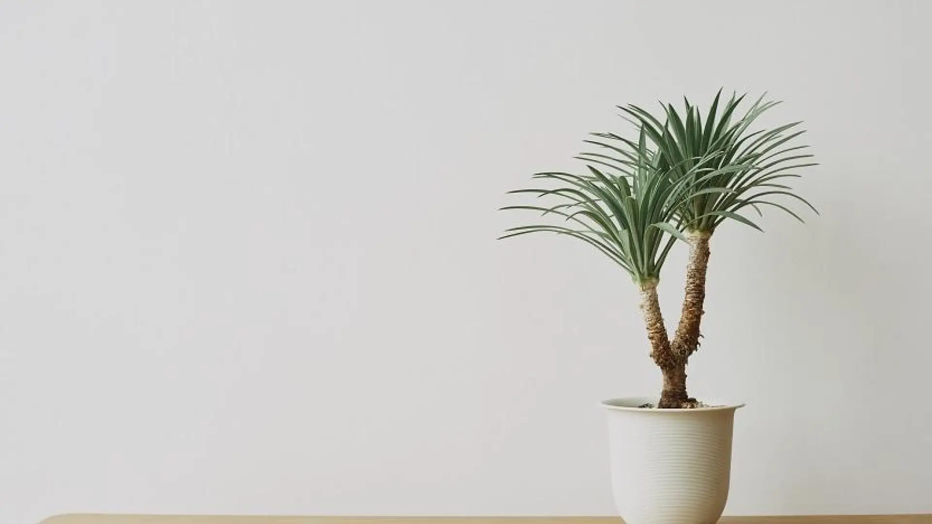 
         Cómo cuidar tu yuca: características, frecuencia de riego... 
    