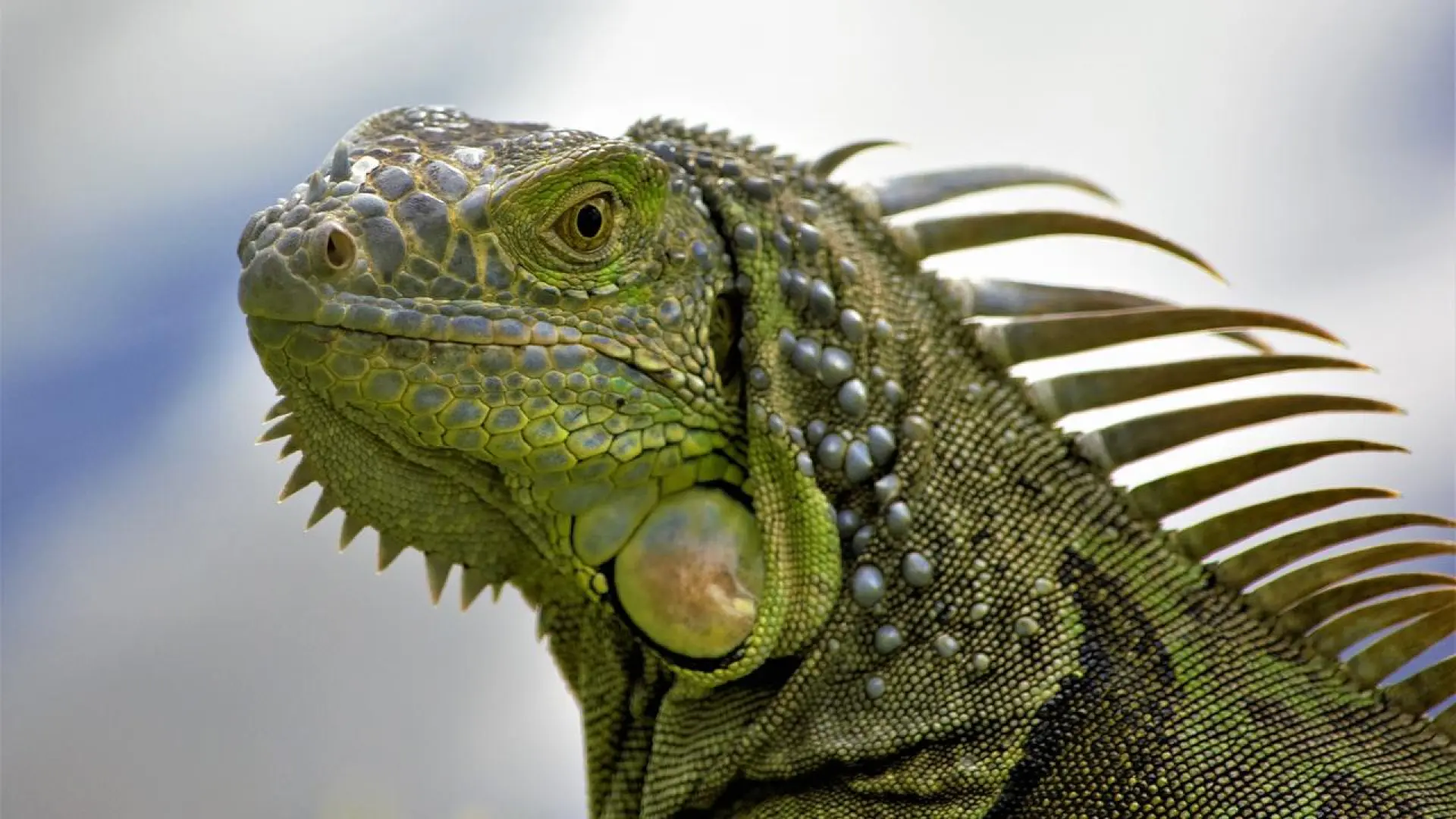 las iguanas le tienen miedo a los perros