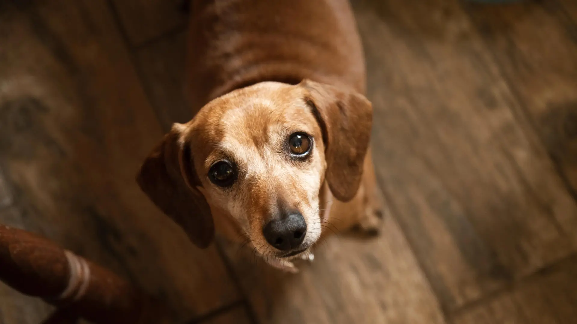 
         Un estudio confirma una diferencia clásica: los perros ayudan, los gatos esperan una recompensa 
    