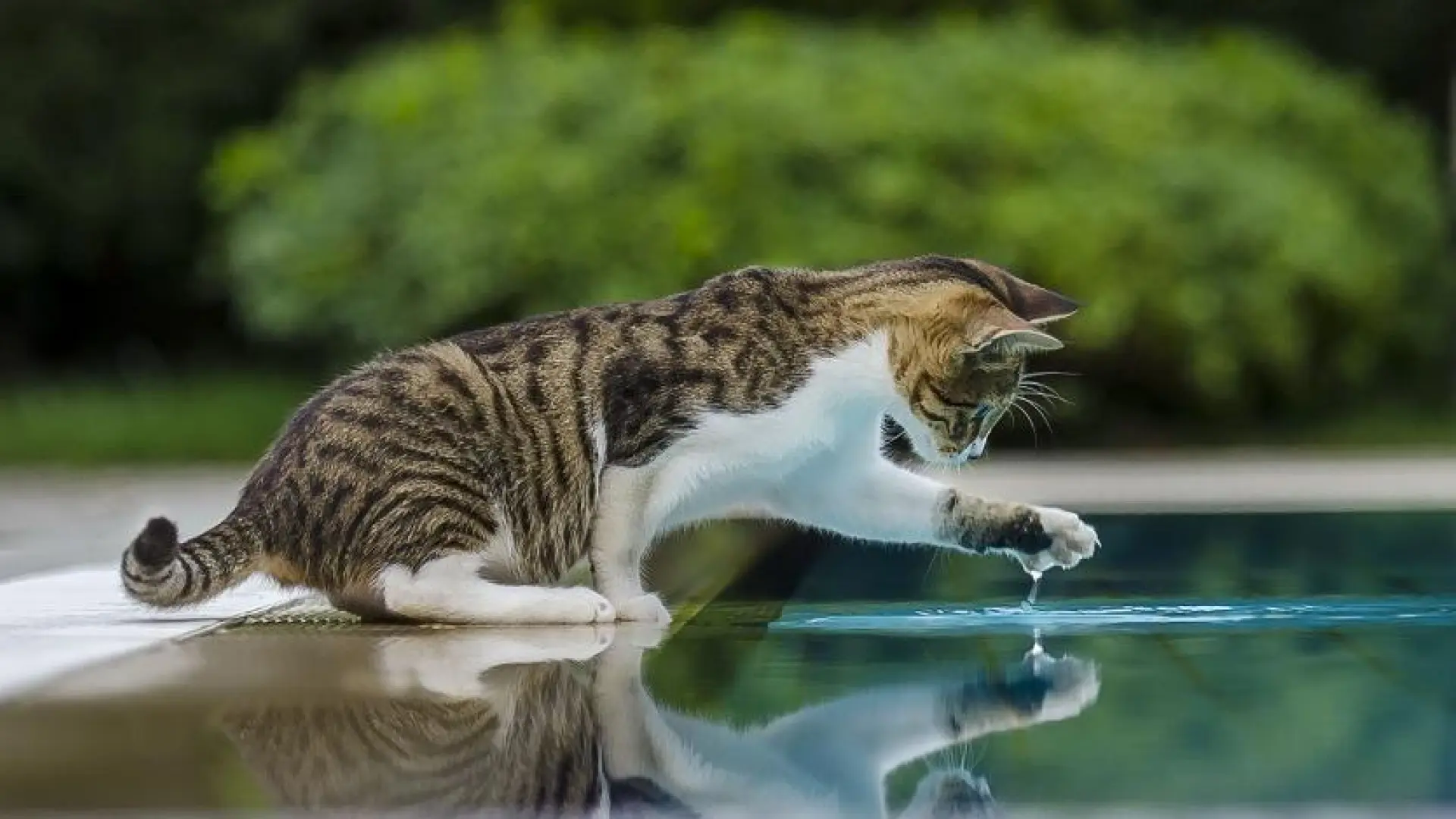 
         Razones sensoriales, preferencias personales, juego... Por qué algunos gatos beben con la pata 
    