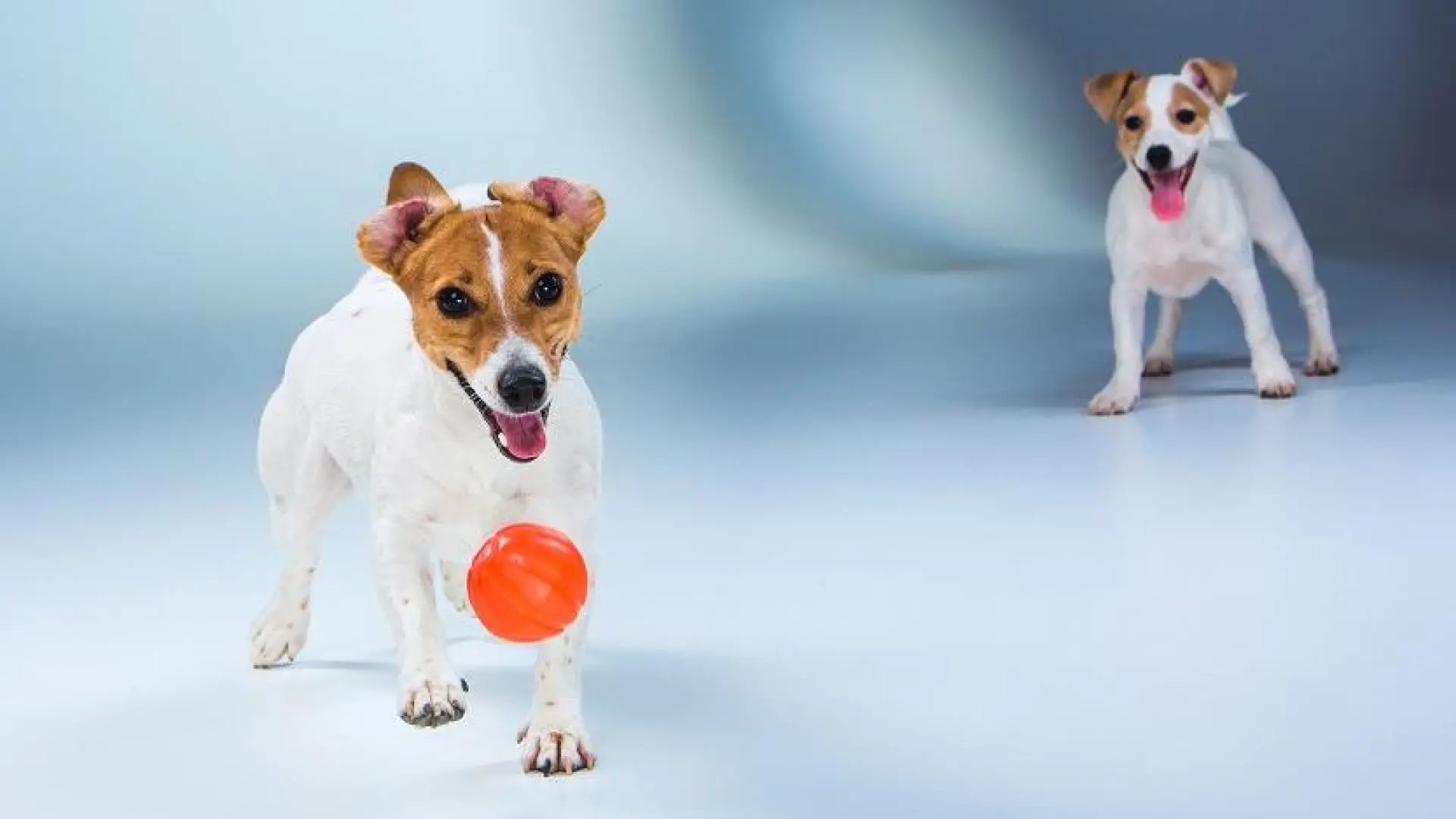 cuanto tiempo viven los terriers mixtos
