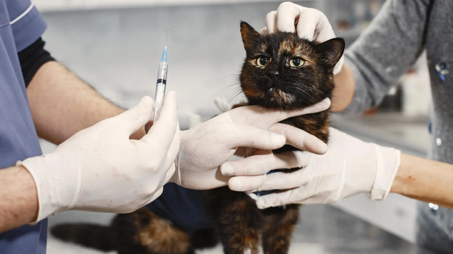 La EMA respalda la primera vacuna veterinaria con tecnología ARN para gatos