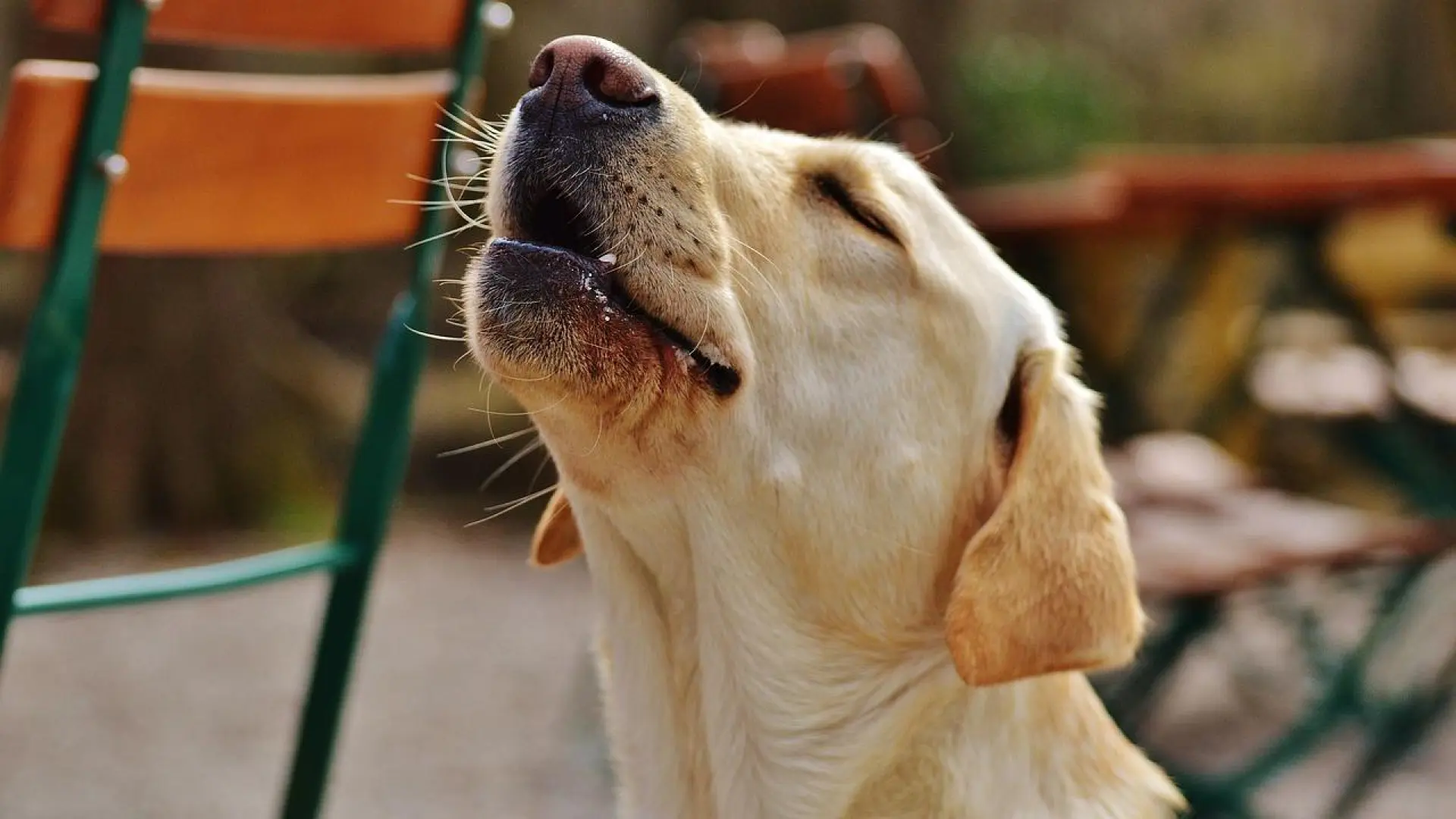 como saber cuando un perro esta llorando