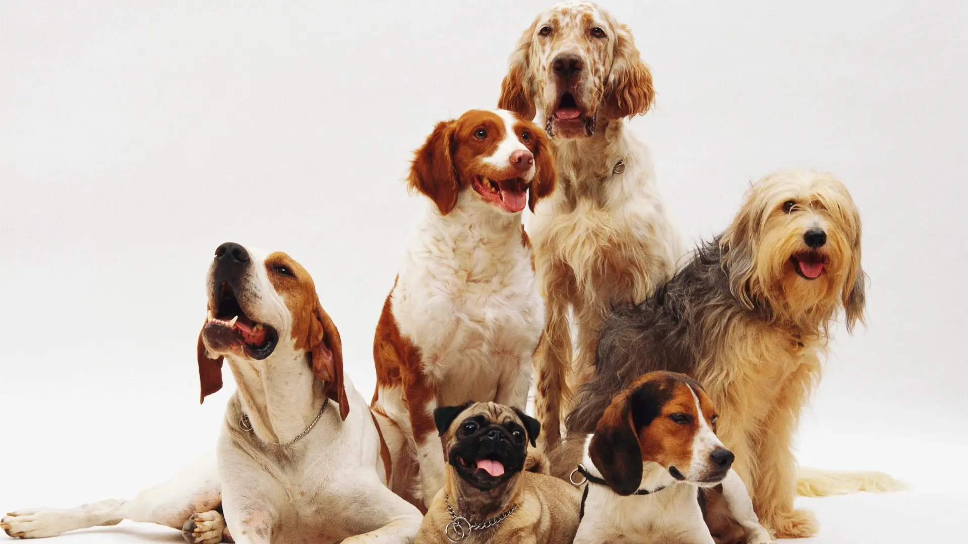 Un estudio analiza a más de 50.000 perros y revela qué hay de cierto en los estereotipos raciales