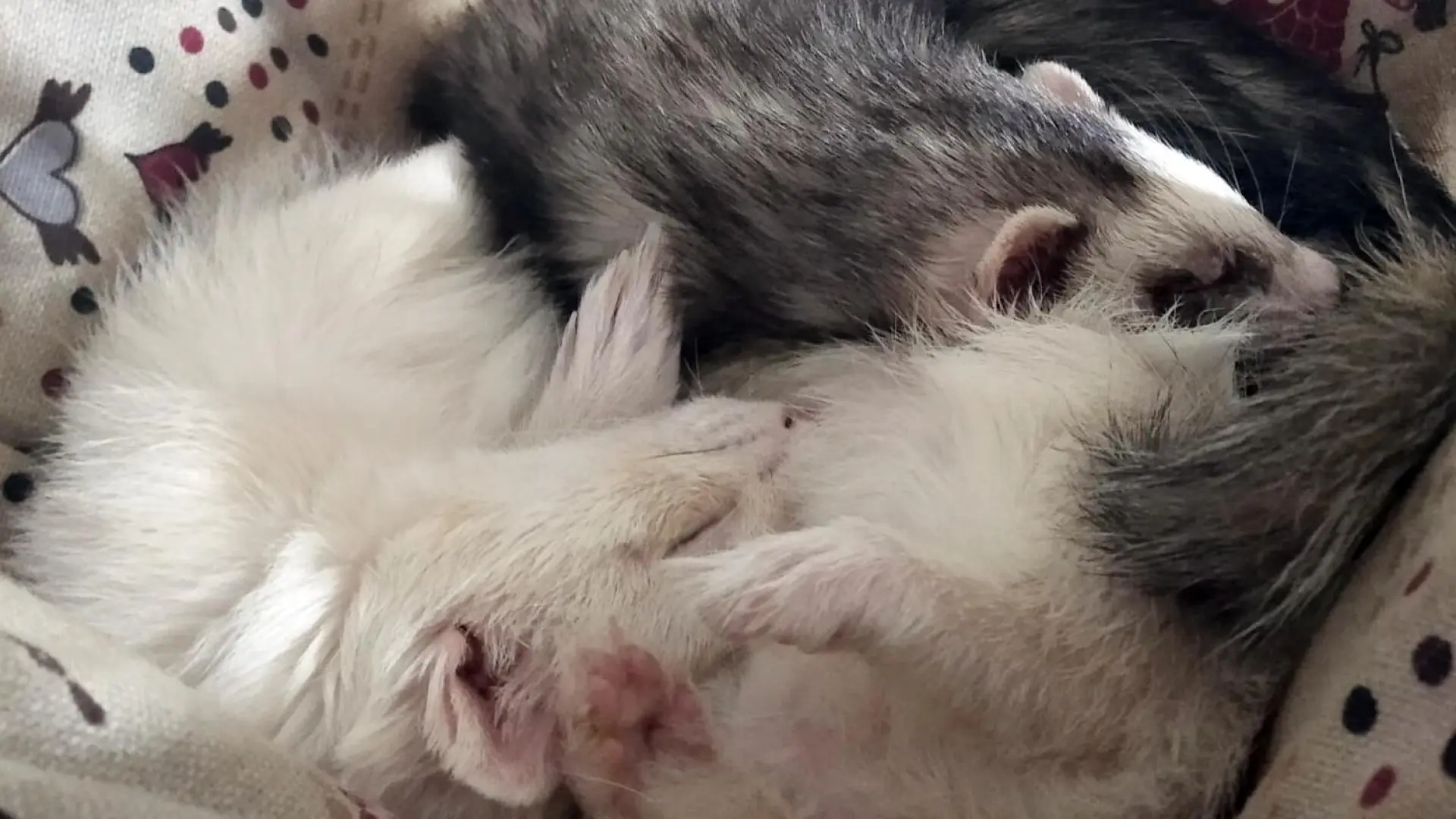 ¿Hay que desparasitar siempre a los hurones? La clave para hacerlo correctamente