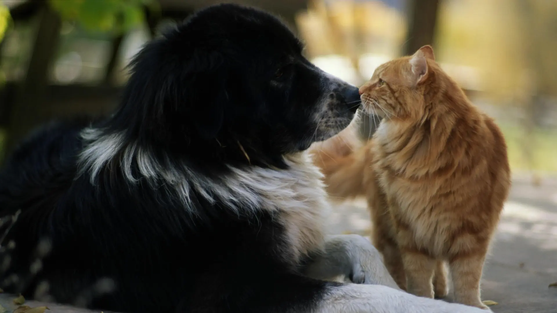 Perros y gatos, por qué algunos se convierten en inseparables y otros nunca llegan a entenderse