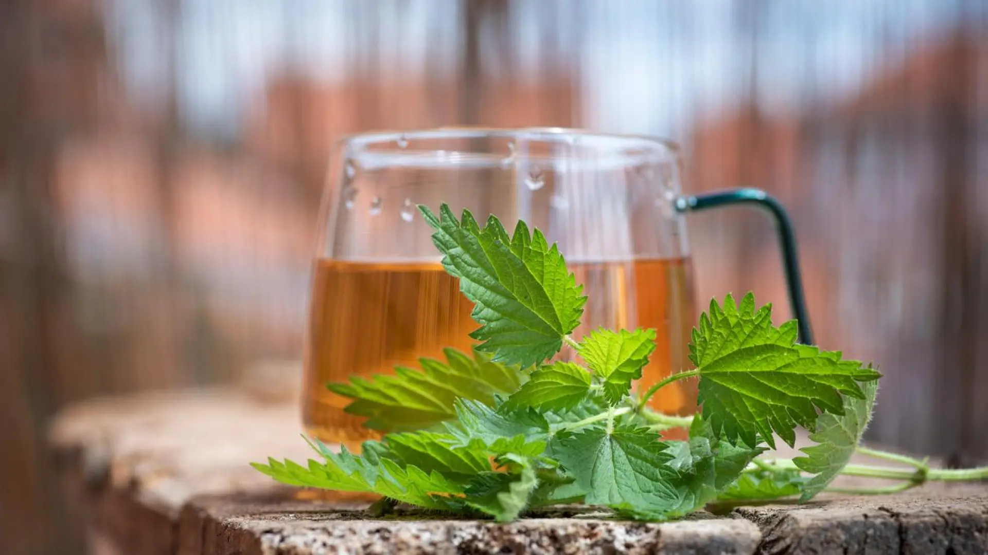 
         Seis infusiones naturales para aliviar los síntomas del colon irritable 
    