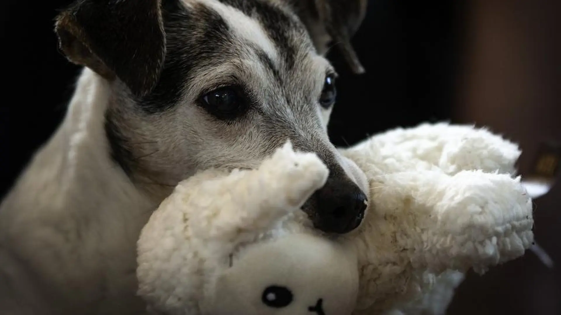 ¿Influye la castración en la longevidad de nuestros perros y gatos?