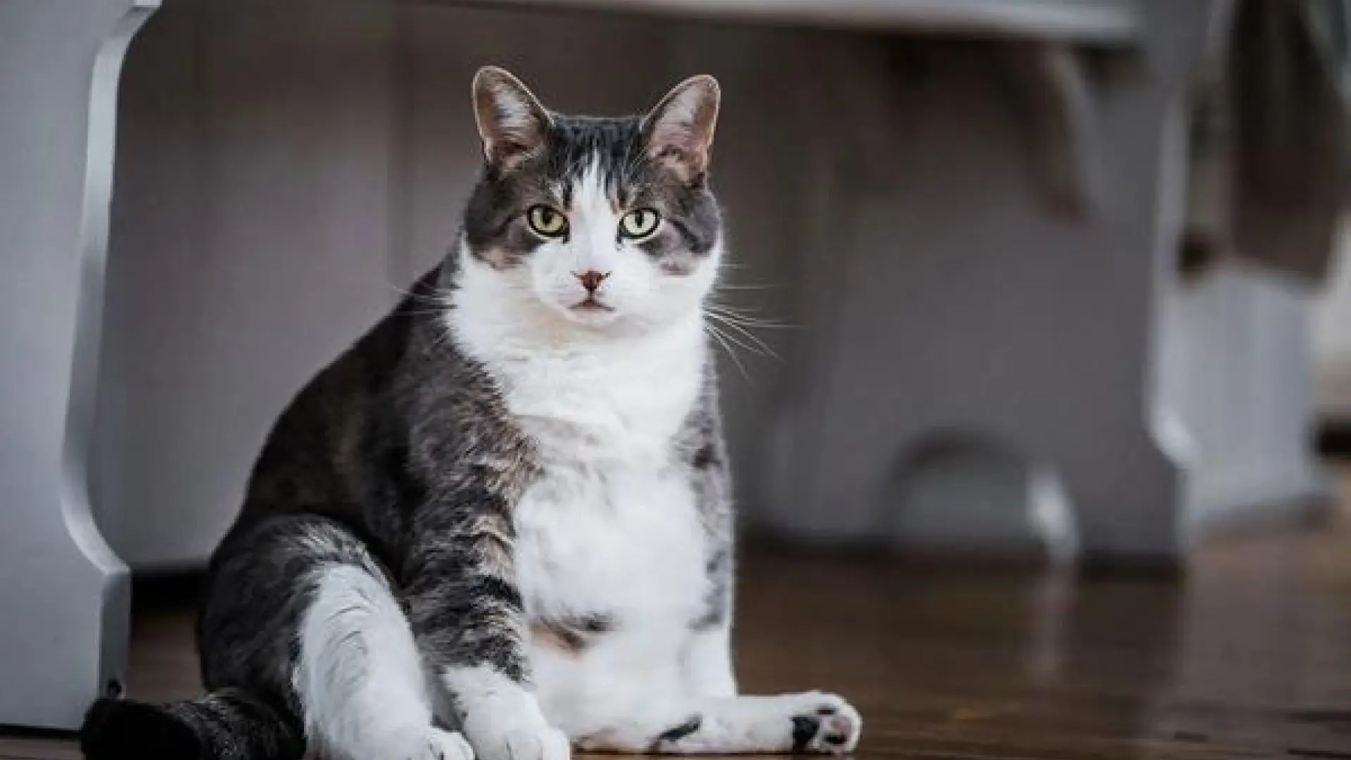 Gatos con sobrepeso: cómo iniciar hábitos saludables para ayudarlo a adelgazar