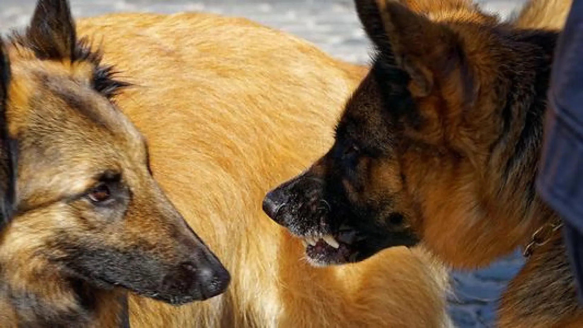 
         Dominante o sumiso: qué dice realmente la ciencia sobre una etiqueta que confunde a muchos dueños de perros 
    