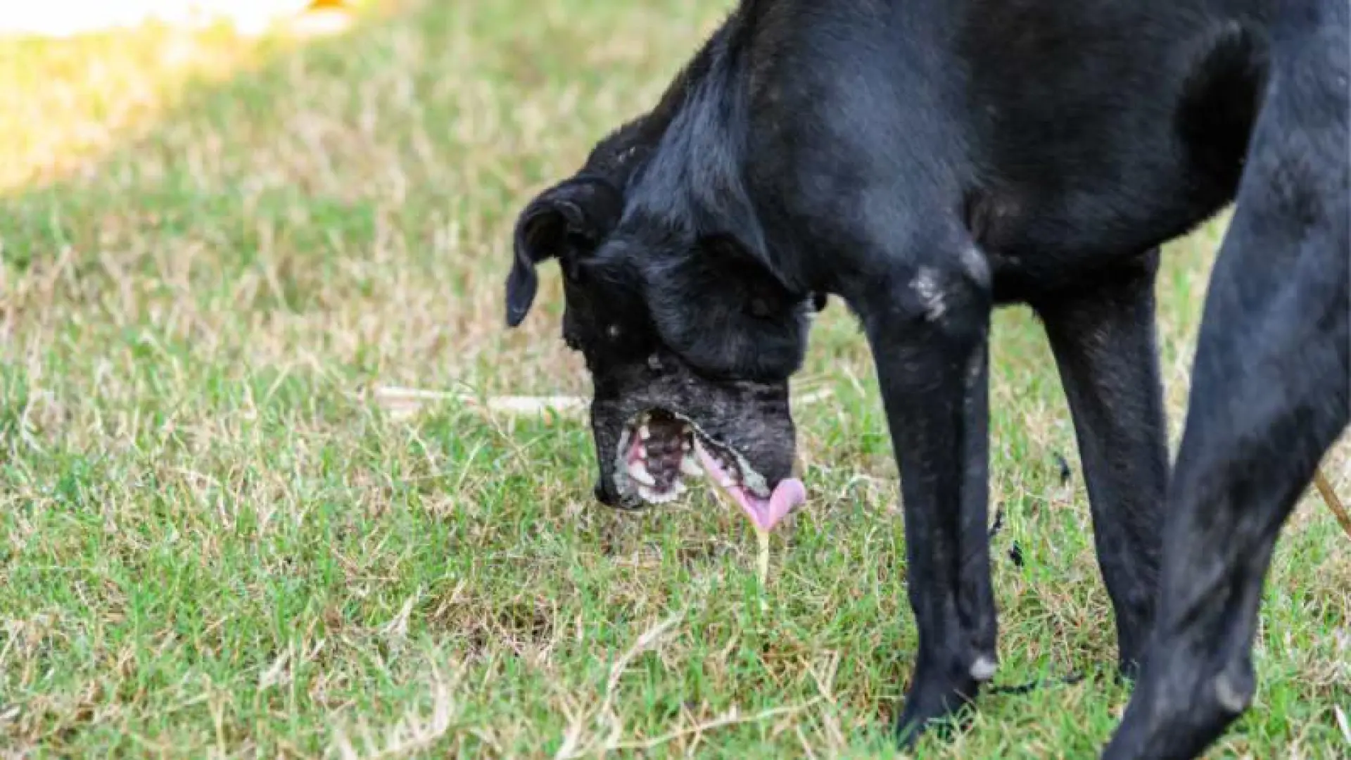 Primeros auxilios caninos: qué hacer y qué no cuando un perro vomita