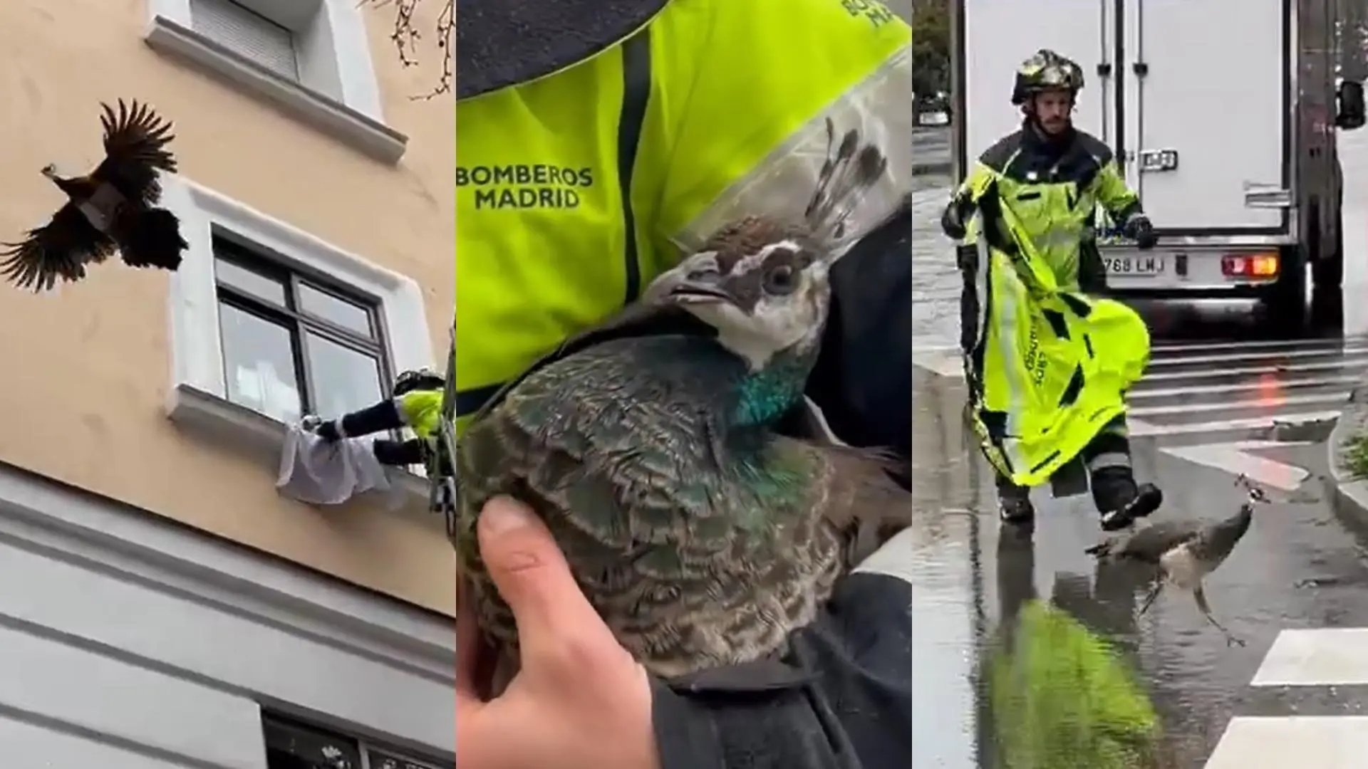 
         Rescatan a una cría de pavo real de una ventana de un segundo piso tras escaparse de un parque en Madrid 
    