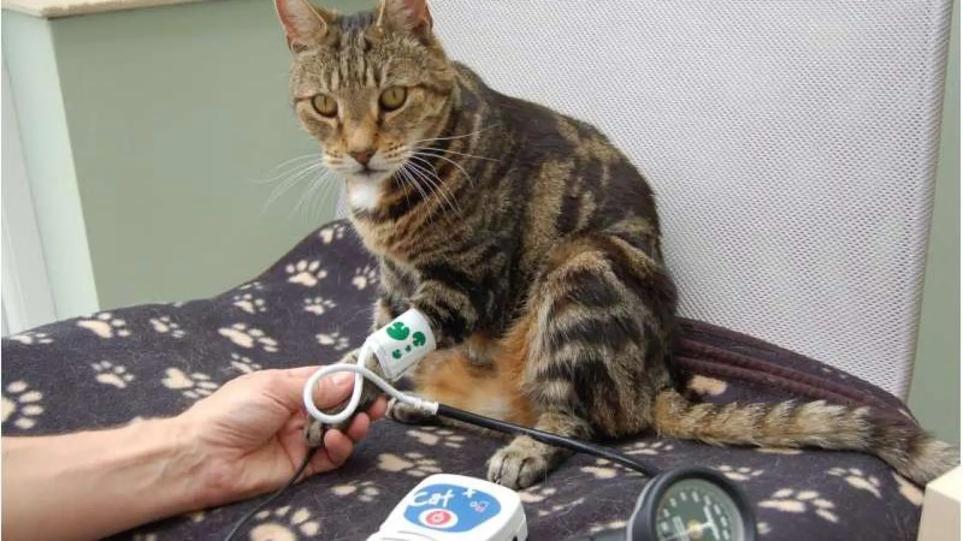 Enfermedad renal felina: un nuevo estudio apunta a las grasas como causa de una patología frecuente