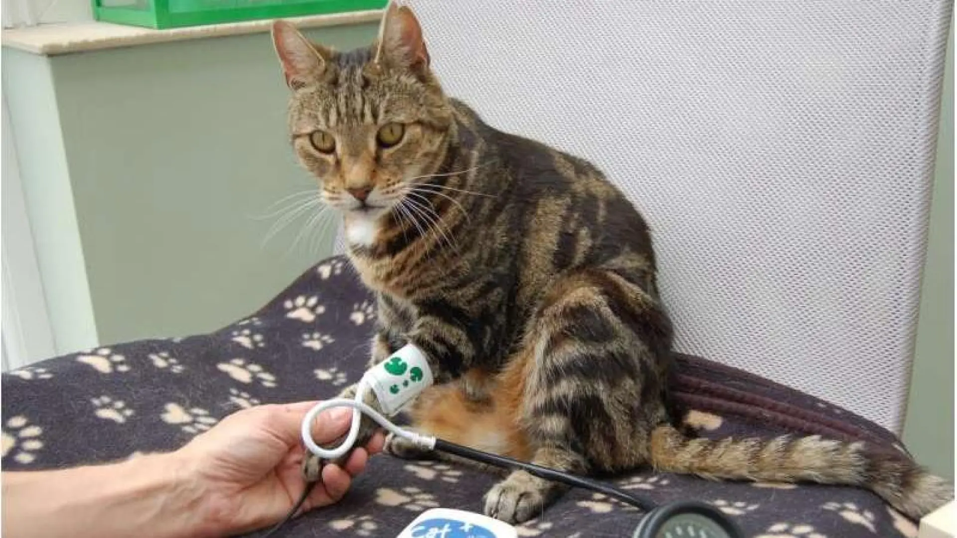 
         Enfermedad renal felina: un nuevo estudio apunta a las grasas como causa de una patología frecuente 
    