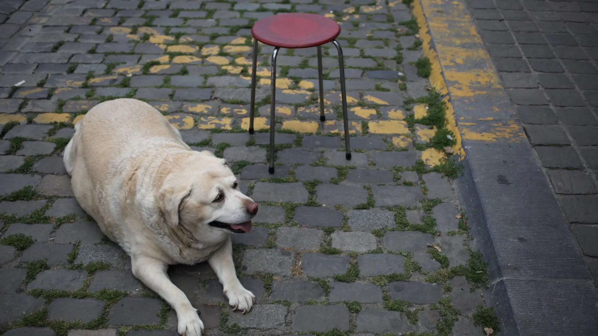 Operación 'bikini' perruna, o cómo ayudar a tu perro a perder peso
