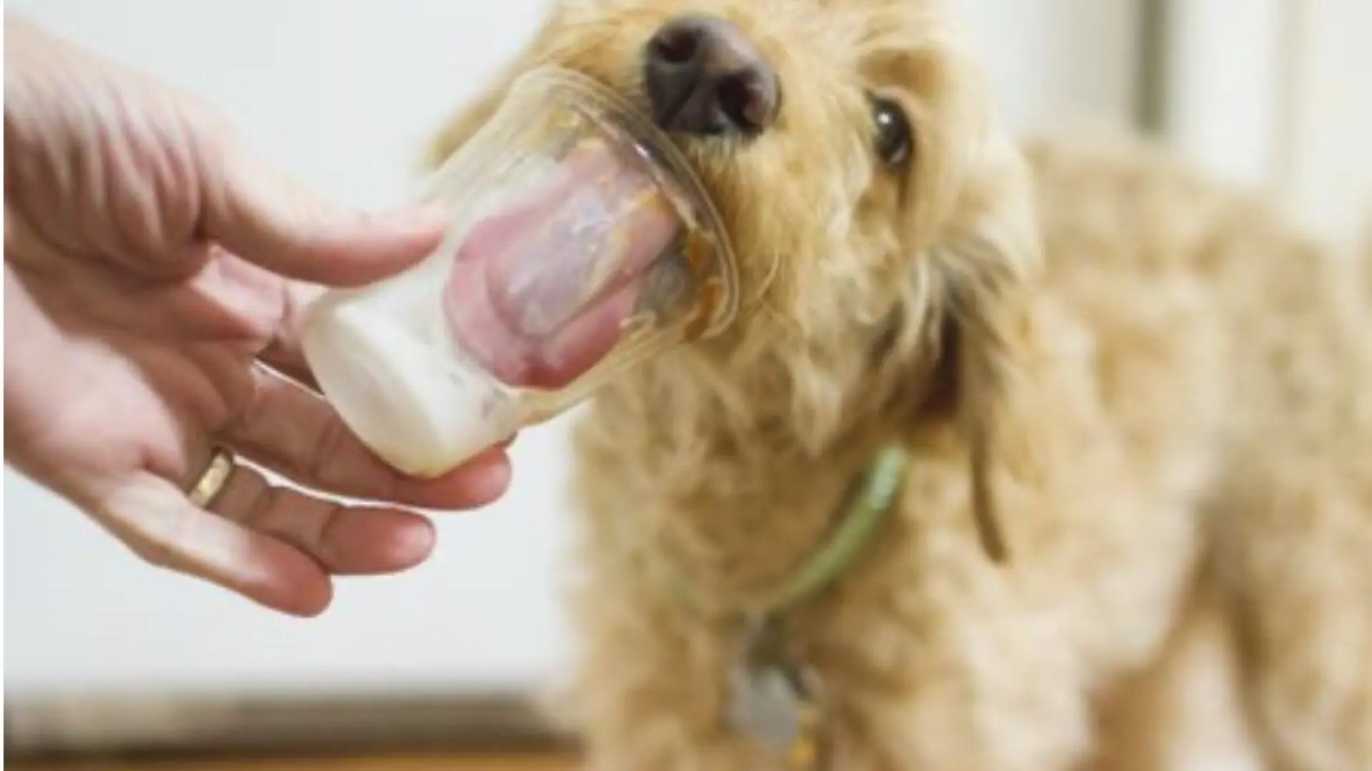 
         ¿Pueden los perros comer yogur? Guía práctica para no meter la pata 
    