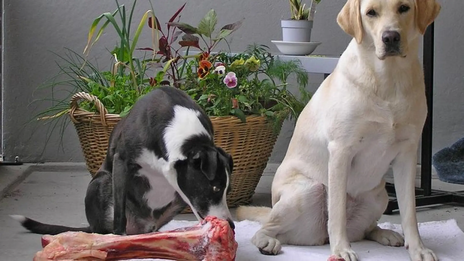 que haces cuando tu perro esta celoso de tu novio