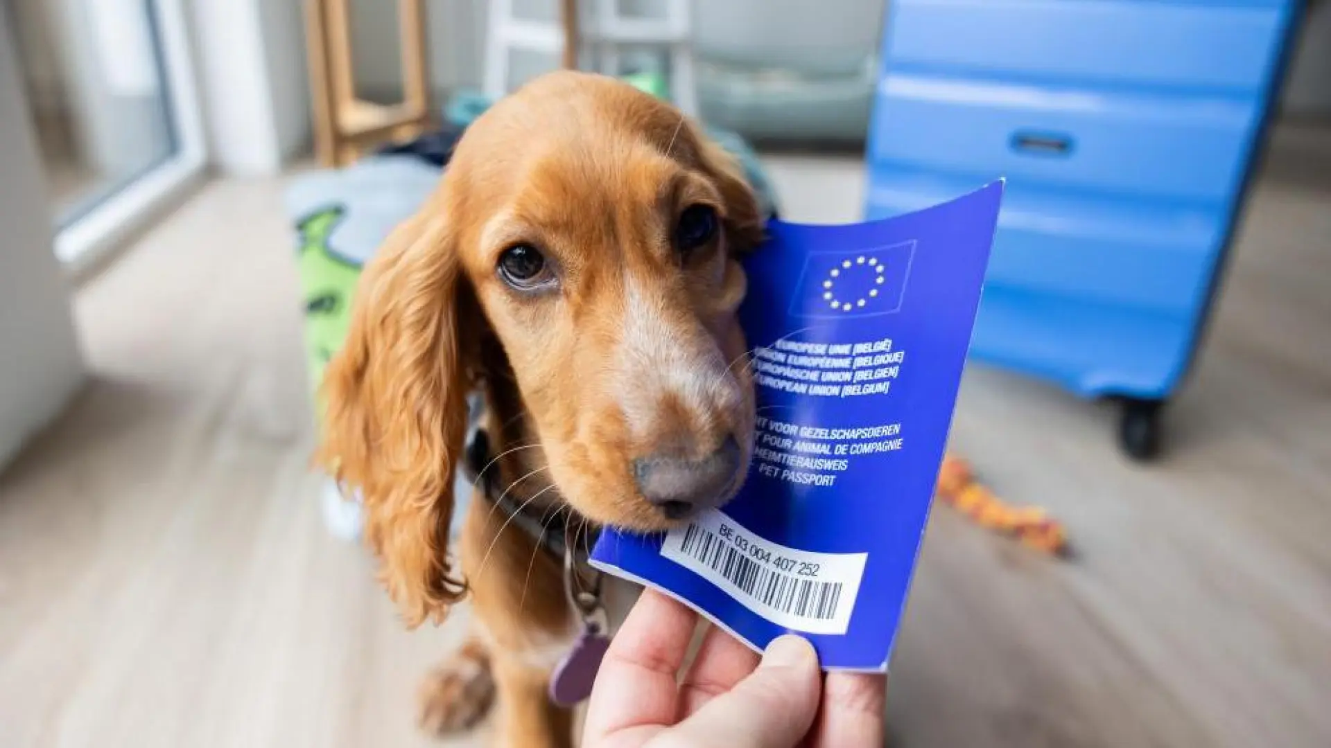 Escapadas invernales con perro: seis destinos para quienes necesitan desconectar