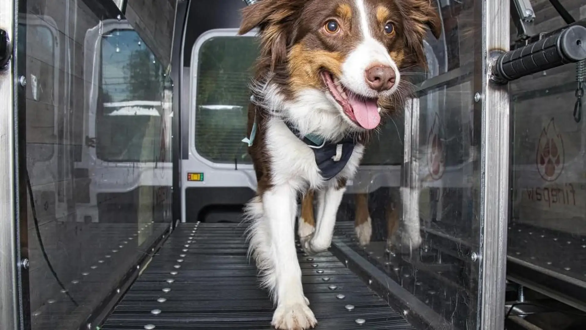 Ejercicio cardio para perros, del paseo clásico al gimnasio sobre ruedas