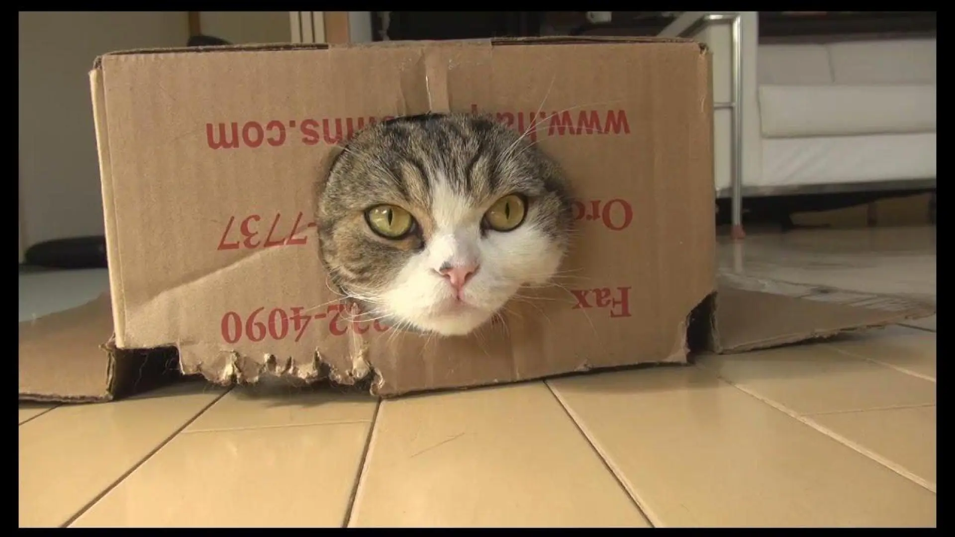 Maru, el gato amante de las cajas y estrella de YouTube, fallece a los 18 años
