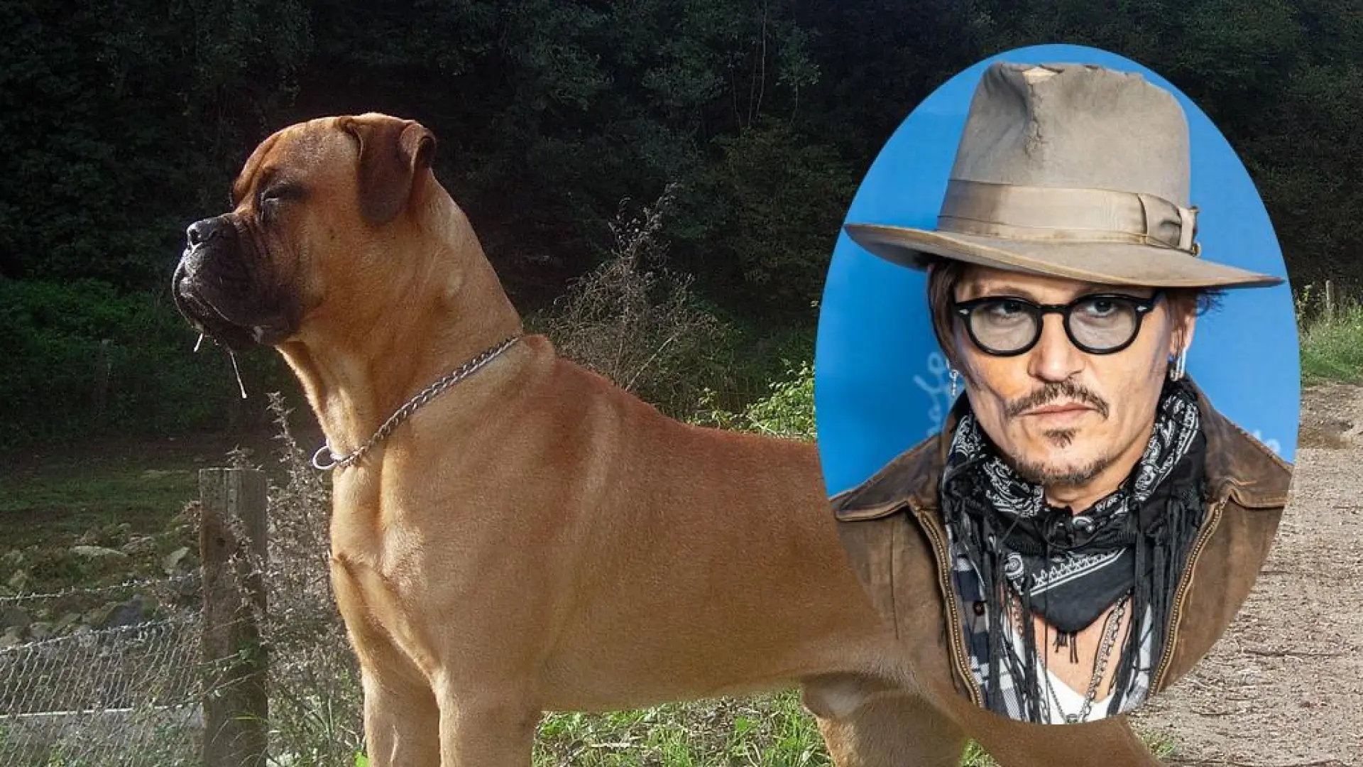 Acusan al perro de Johnny Depp de matar a dos ovejas durante un paseo por el campo
