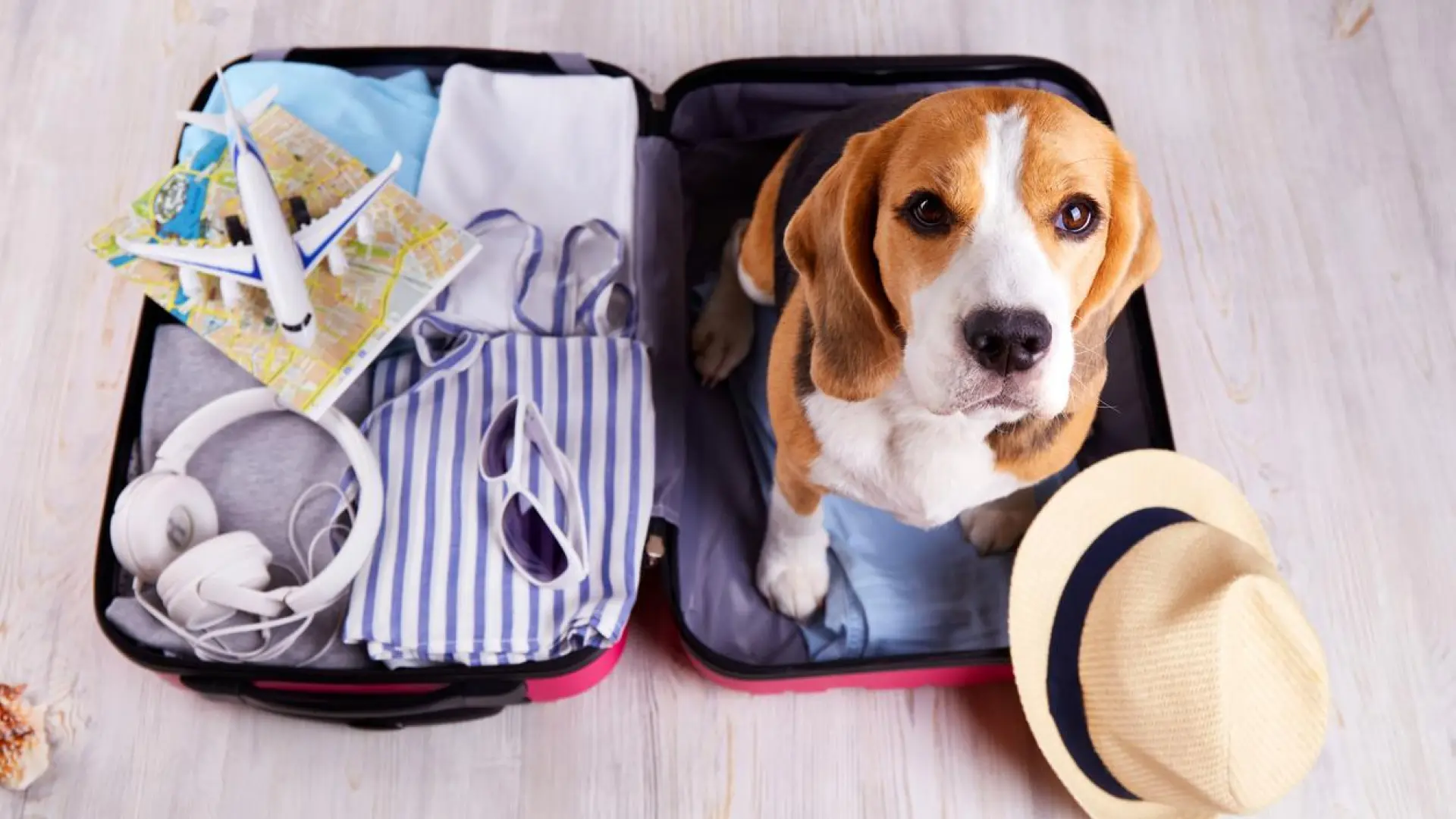 ¿Viajas con tu mascota? Italia anuncia un novedoso impuesto para luchar contra el turismo masivo
