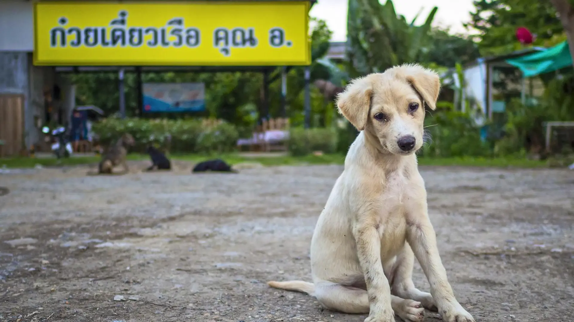 Perros por el mundo: Bangkok y sus 1,3 millones de compañeros caninos
