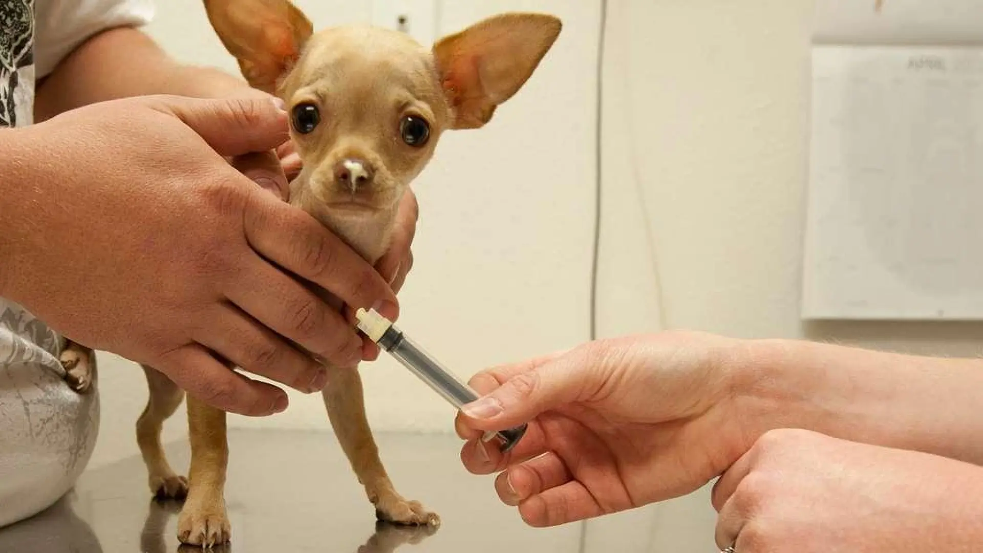 Cuando un perro se intoxica con cocaína: pautas veterinarias ante una emergencia cada vez más común