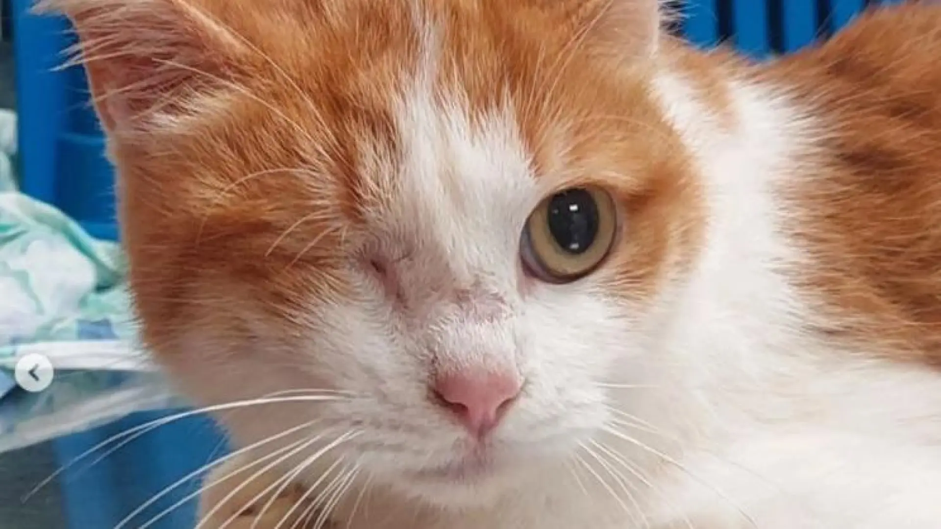Jack, el gato que sobrevive a todo y espera un hogar definitivo