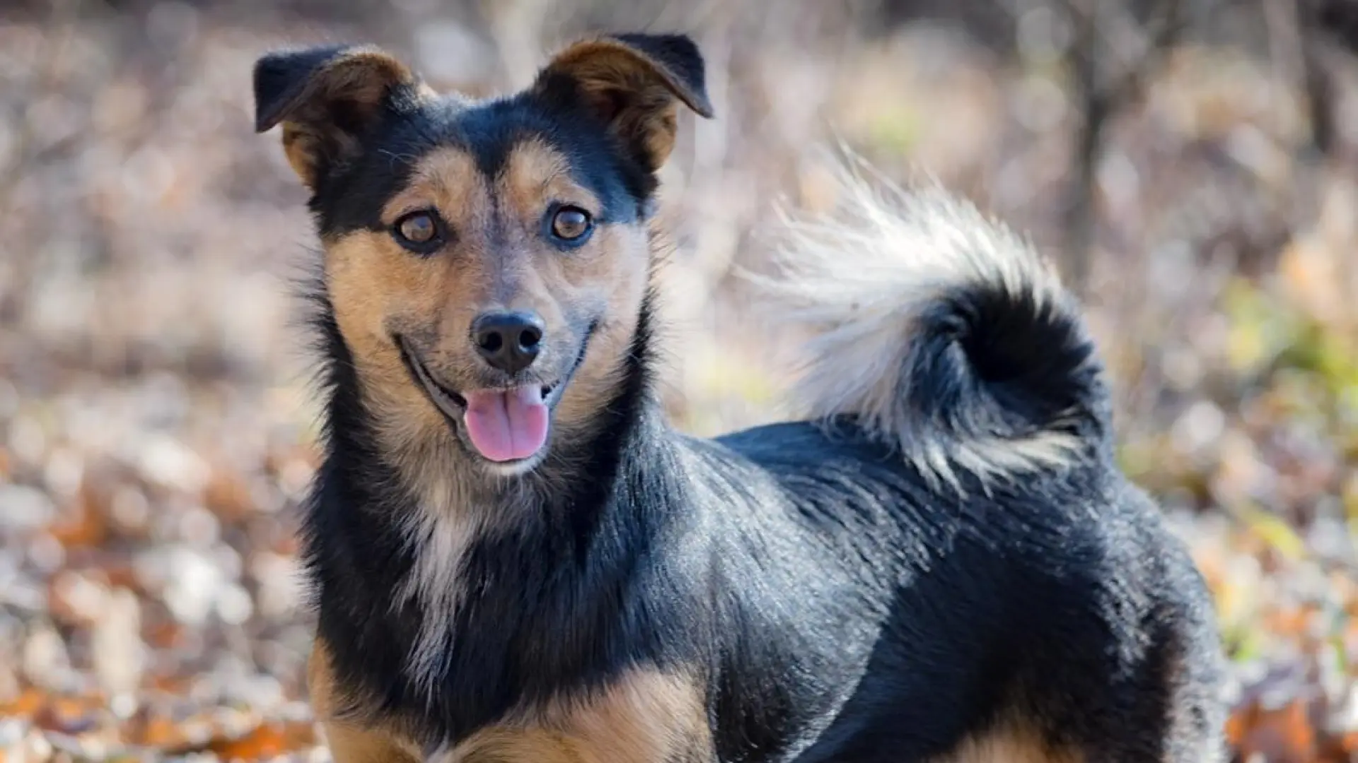 La longevidad canina: ¿cuáles son las razas qué más años viven?